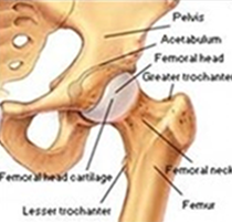 Anatomy of Knee
